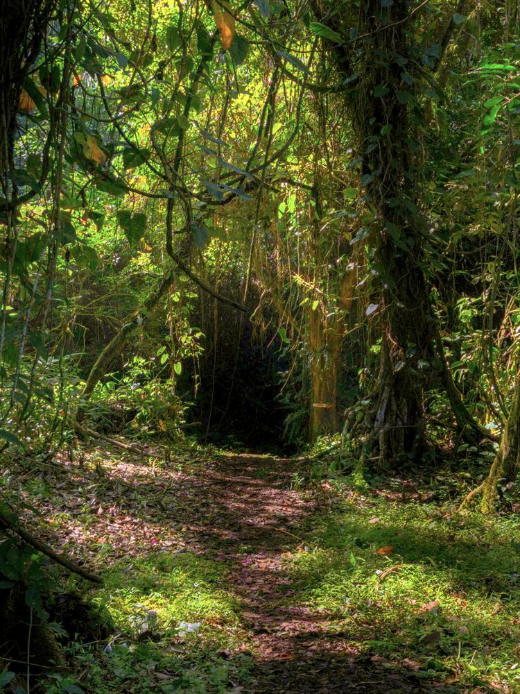 Sendero entre bosque tropical