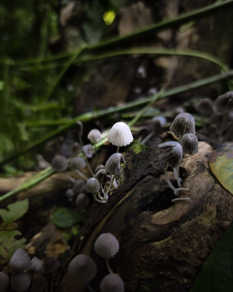 Hongos y biodiversidad del bosque