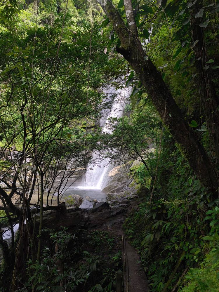 Cascada entre la vegetación