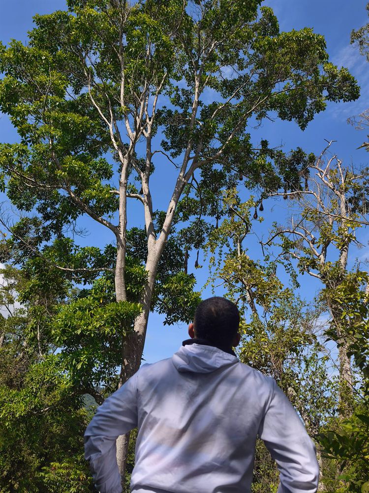 Bosque y cielo desde el sendero